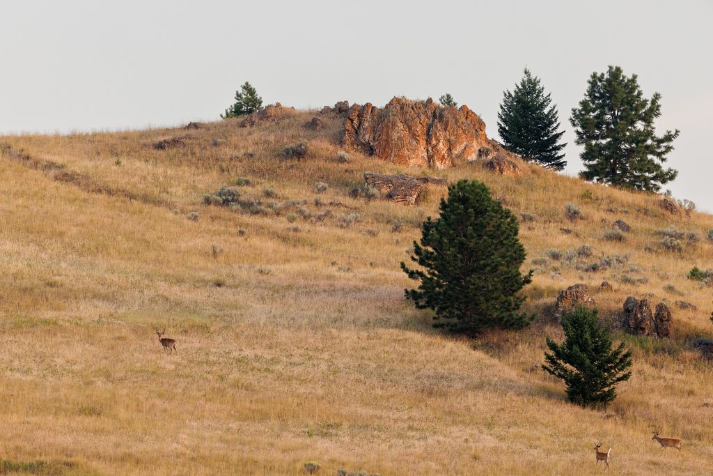 NHN Maclay Road, Lolo, MT 59847 photo 20