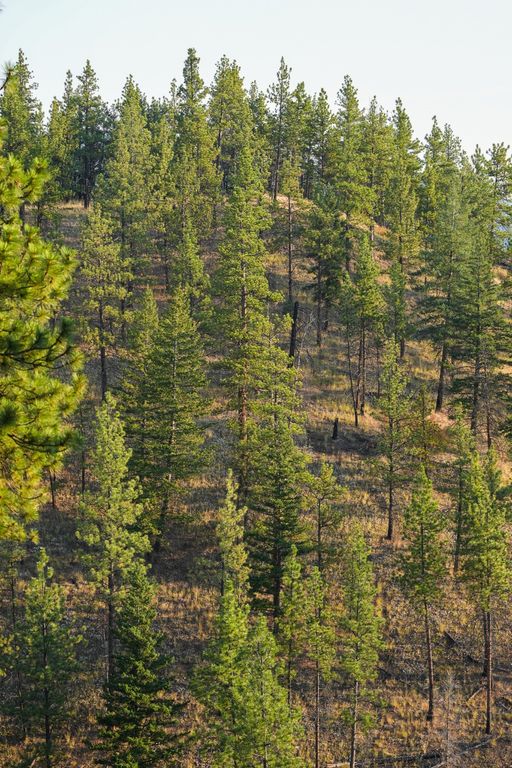 NHN Maclay Road, Lolo, MT 59847 photo 24