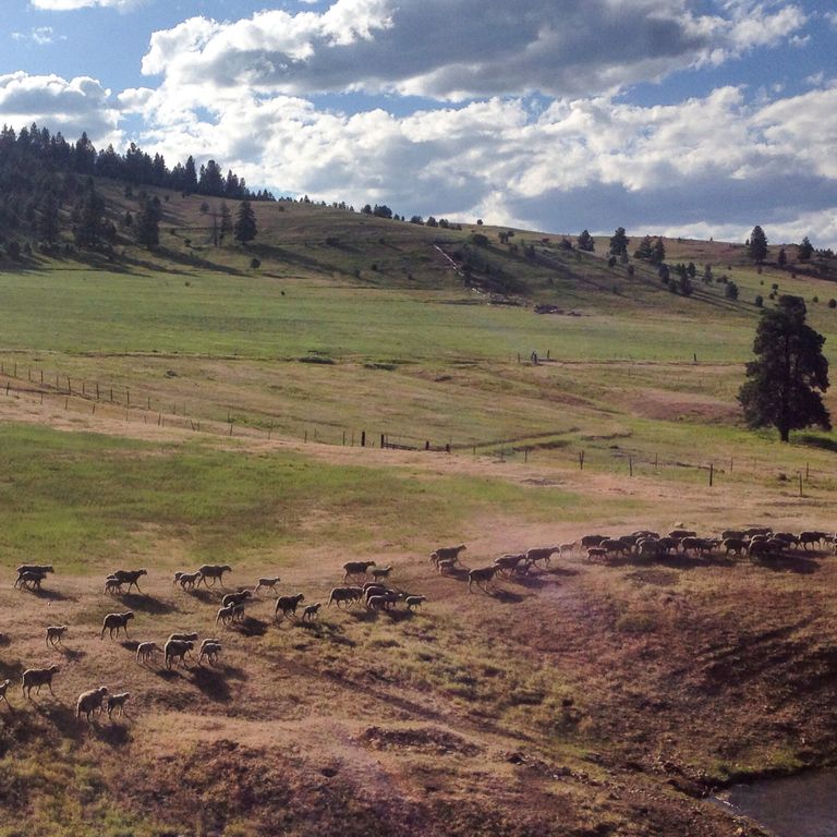 NHN Maclay Road, Lolo, MT 59847 photo 34