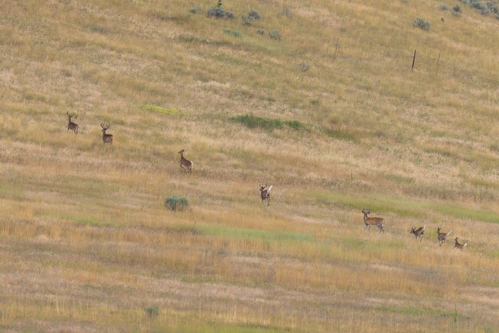 NHN Maclay Road, Lolo, MT 59847 photo 35