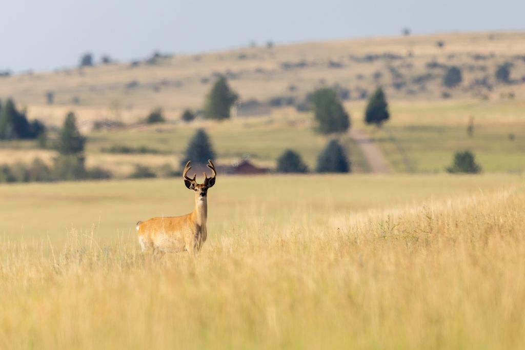 NHN Maclay Road, Lolo, MT 59847 photo 38