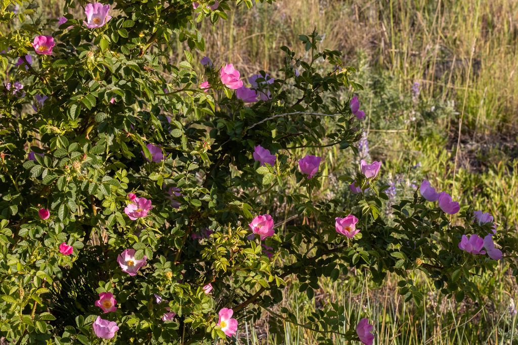 NHN Maclay Road, Lolo, MT 59847 photo 57