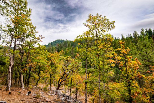 3860 Highway 227, Trail, OR 97541