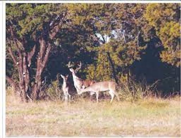 38037 Brookside Drive, Whitney, TX 76692