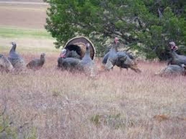 38037 Brookside Drive, Whitney, TX 76692