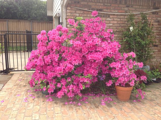 4323 Quail Hollow Road, Dallas, TX 75287