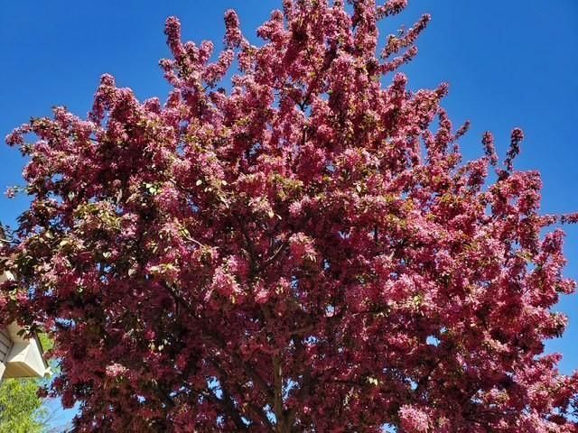 10029 Dogwood Street NW, Coon Rapids, MN 55448