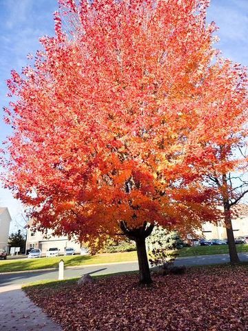 10029 Dogwood Street NW, Coon Rapids, MN 55448