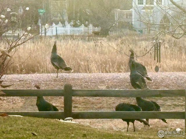 315 Meadowsweet Cir, Loveland, CO 80537