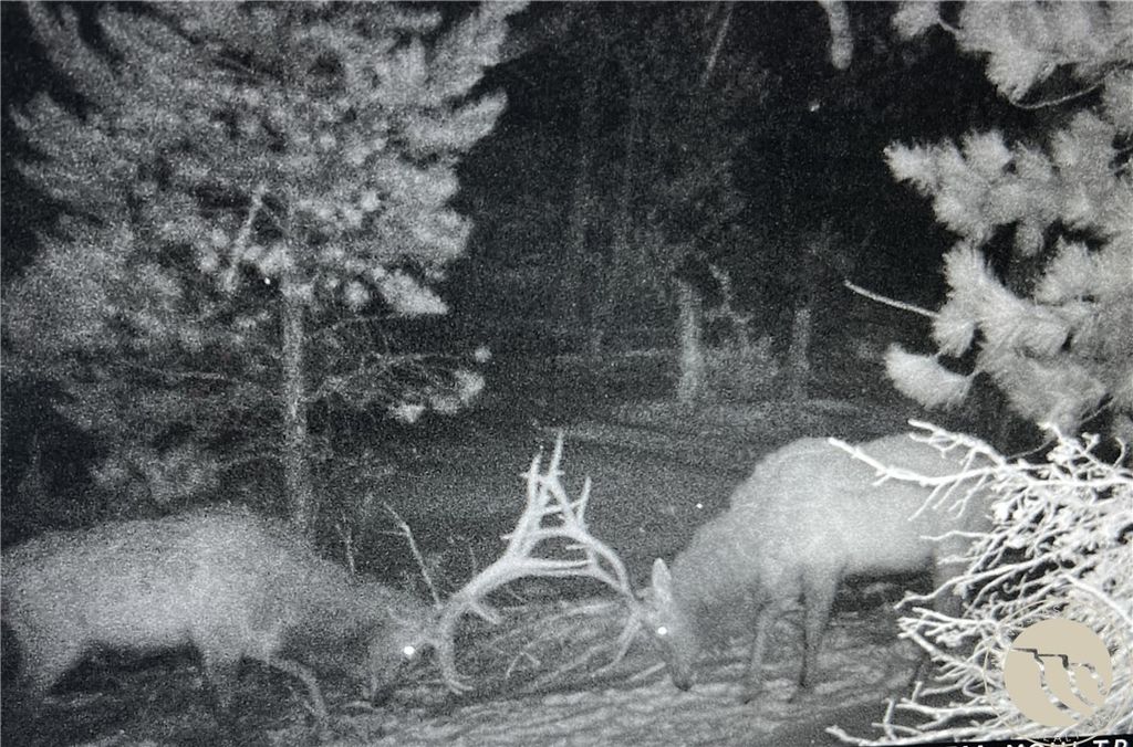 tbd Gebo Rd, Fromberg, MT 59029 photo 4