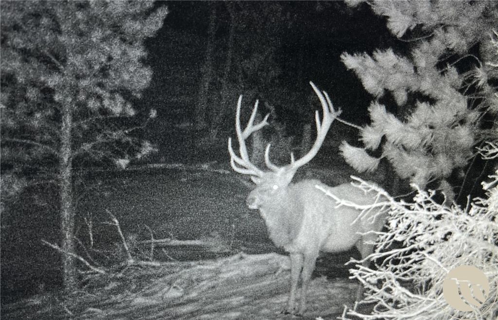 tbd Gebo Rd, Fromberg, MT 59029 photo 5