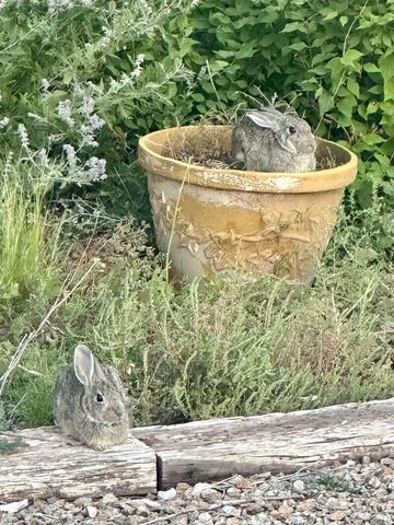 3660 Nm 41, Stanley, NM 87056