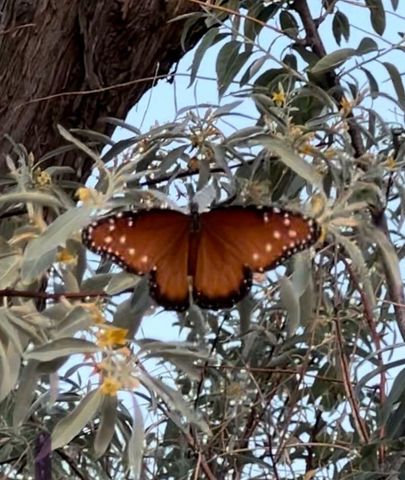 3660 Nm 41, Stanley, NM 87056