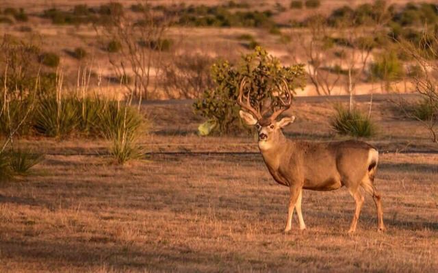 11881 Equestrian Trail, Amarillo, TX 79118