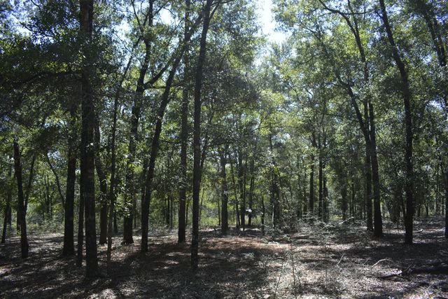 xxx Aplin (32 ac.) Road, Crestview, FL 32539