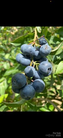 212 Johnson Park Road, Chesterfield, SC 29709