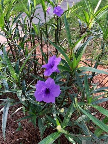 4813 Capital Heights Ave, Baton Rouge, LA 70806