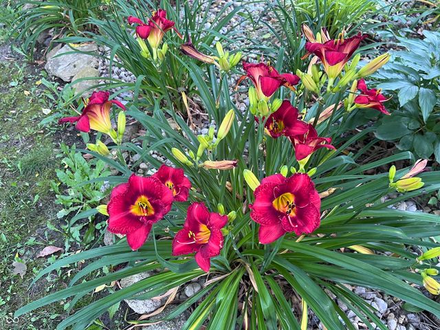 9970 Oakleaf Way, Mccordsville, IN 46055