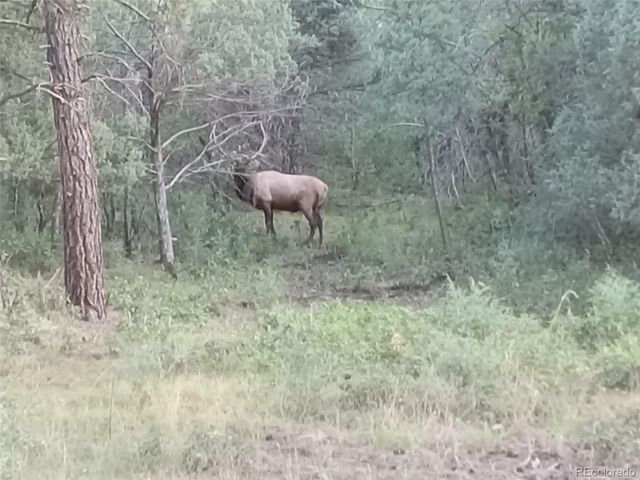 33280 Turkey Creek Lane, Trinidad, CO 81082