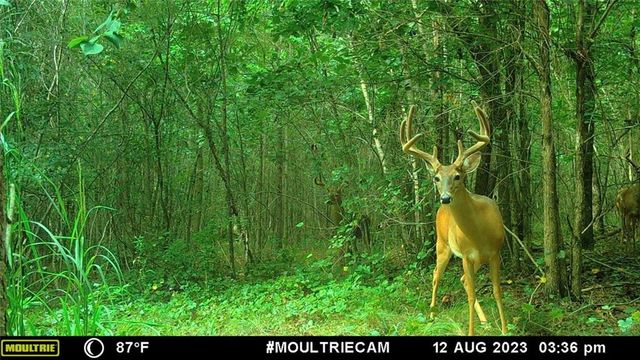 393 Harmony Gates Drive, Commerce, GA 30530