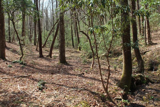 Lot 25 N Shelton Springs Drive, Hayesville, NC 28904