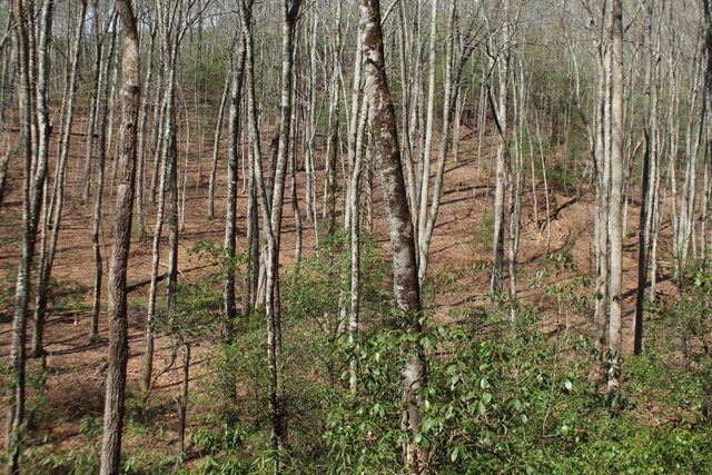 Lot 25 N Shelton Springs Drive, Hayesville, NC 28904
