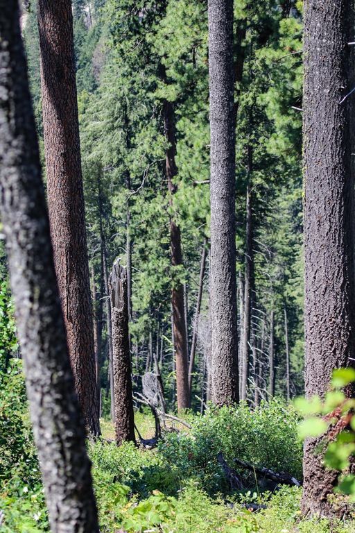 5110 Highway 95, New Meadows, ID 83654 photo 26