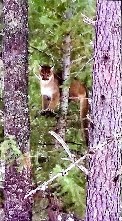 5110 Highway 95, New Meadows, ID 83654 photo 35