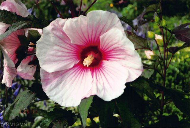 5770 Main Street W, Maple Plain, MN 55359