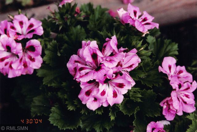 5770 Main Street W, Maple Plain, MN 55359