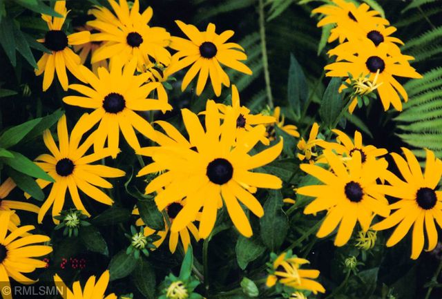 5770 Main Street W, Maple Plain, MN 55359