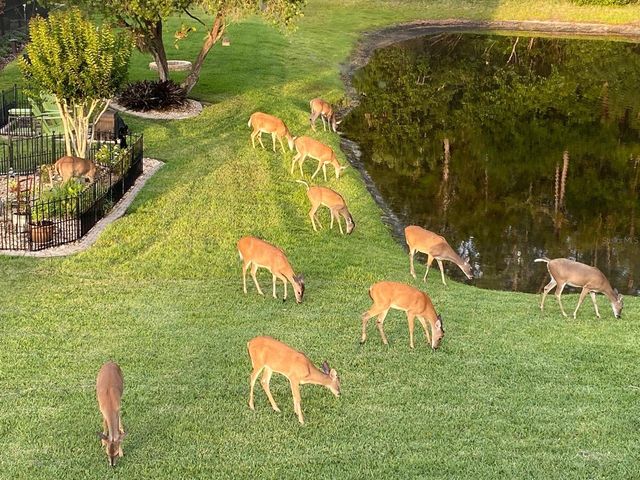 13106 ROYAL GEORGE AVENUE, Odessa, FL 33556