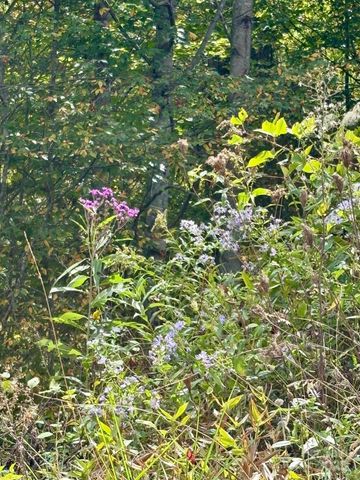 Tract 2 Turkey Trot Road, Clyde, NC 28721