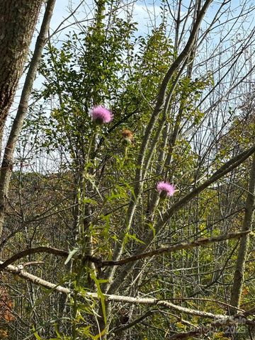 Tract 2 Turkey Trot Road, Clyde, NC 28721