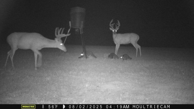 1218 Ray Williams Road, Knifley, KY 42753