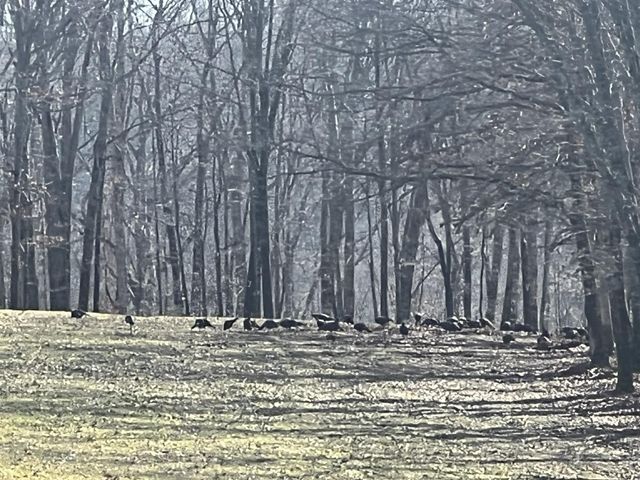 1218 Ray Williams Road, Knifley, KY 42753