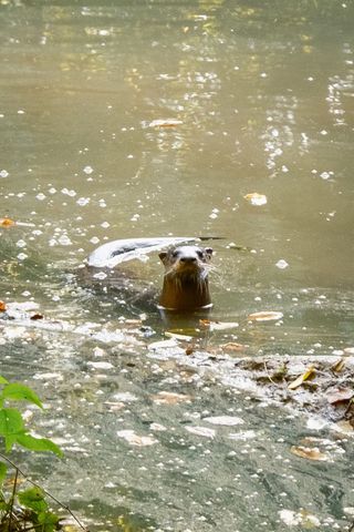 9944 Maupin Rd, Brentwood, TN 37027