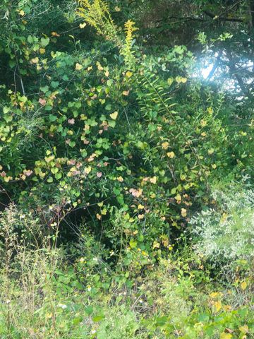 Lot 9 Silk Oak Drive, Defuniak Springs, FL 32433