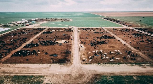 881 FM168, Brownfield, TX 79316