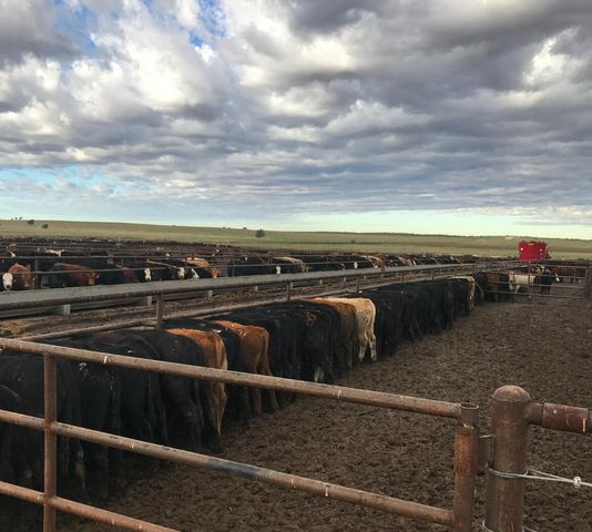 881 FM168, Brownfield, TX 79316