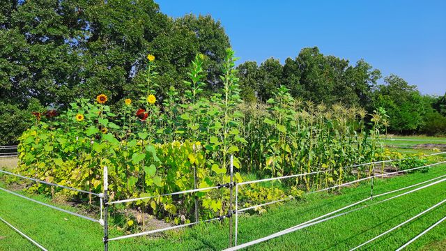 499 Black Coyote Trail, Galena, MO 65656