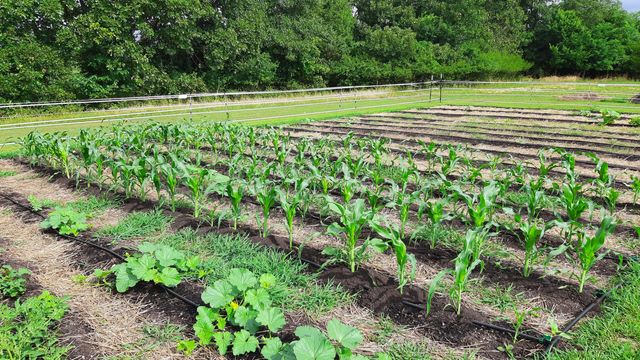 499 Black Coyote Trail, Galena, MO 65656