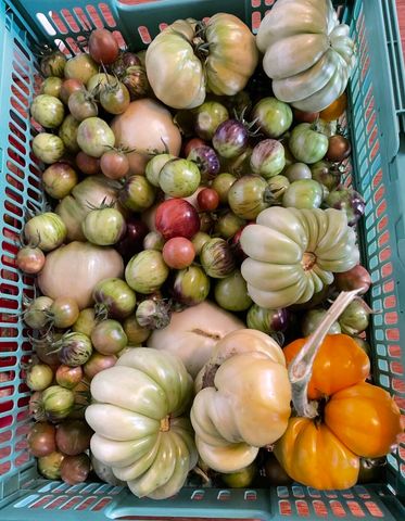 499 Black Coyote Trail, Galena, MO 65656