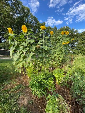 499 Black Coyote Trail, Galena, MO 65656