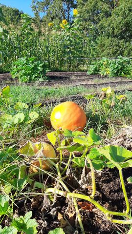 499 Black Coyote Trail, Galena, MO 65656