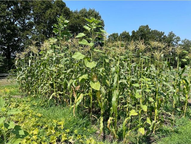 499 Black Coyote Trail, Galena, MO 65656