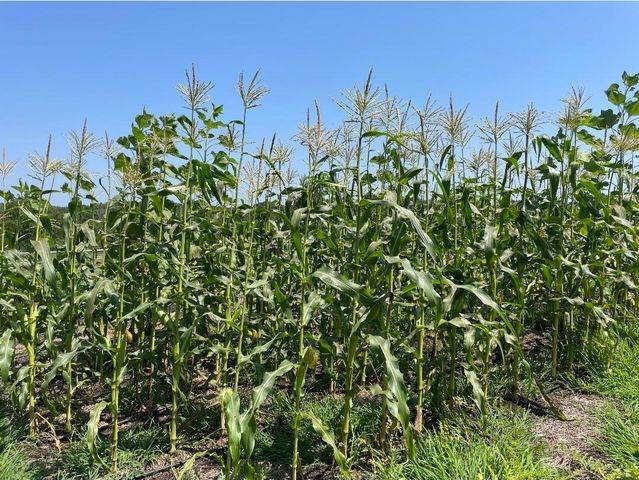 499 Black Coyote Trail, Galena, MO 65656