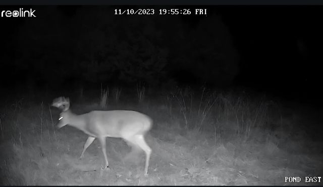 499 Black Coyote Trail, Galena, MO 65656