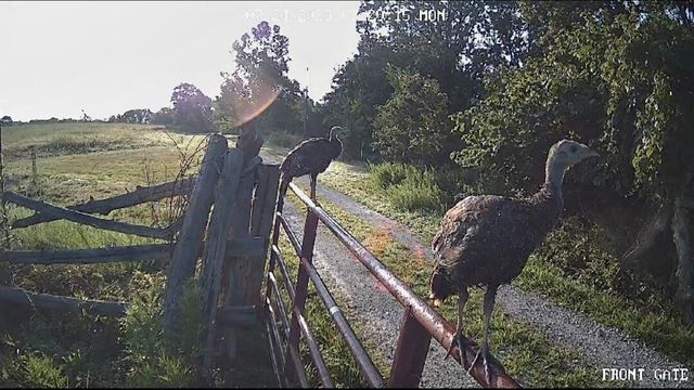 499 Black Coyote Trail, Galena, MO 65656