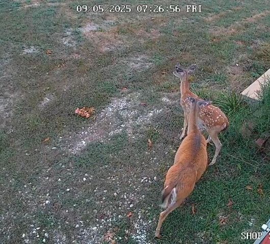 499 Black Coyote Trail, Galena, MO 65656